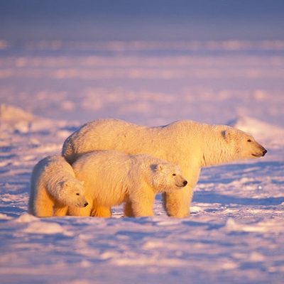 Western Arctic Peard Bay Polar Bears